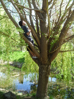 Picture